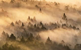 Картинка деревья, туман, лес