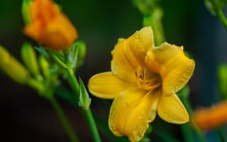 Картинка лилия, цветок, желтый