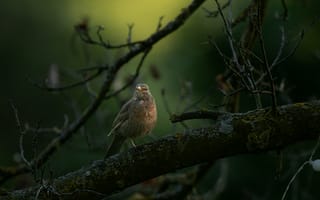 Картинка дрозд, птица, дикая природа
