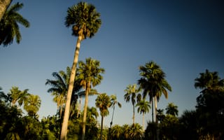 Картинка пальмы, тропики, вид снизу