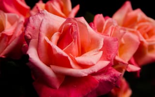 Картинка роза, цветок, лепестки