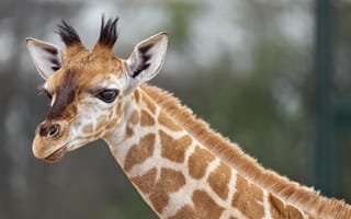 Картинка жираф, животное, дикая природа