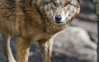 Картинка волк, хищник, дикое животное