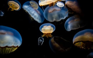 Картинка медузы, подводный, щупальца