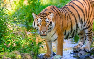 Картинка тигр, полосатый, хищник