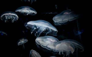 Картинка медузы, темный, щупальца
