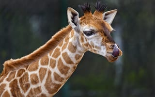 Картинка жираф, высунутый язык, животное