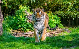 Картинка тигр, движение, хищник