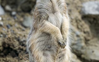 Картинка сурикат, животное, размытие