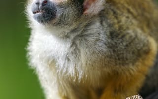 Картинка саймири, обезьяна, дикий