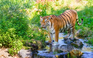 Картинка тигр, большая кошка, хищник