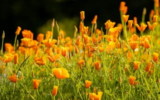 Картинка эшшольция калифорнийская, цветы, лепестки
