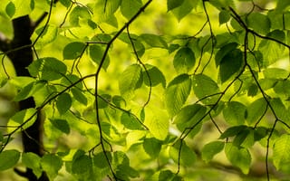 Картинка ветки, листья, зеленый