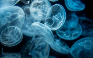 Картинка медузы, прозрачный, синий