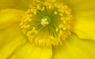 Картинка пыльца, цветок, желтый