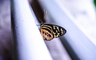 Картинка монарх, бабочка, поверхность