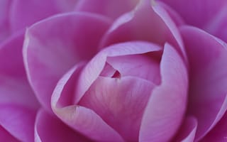 Картинка камелия, цветок, розовый