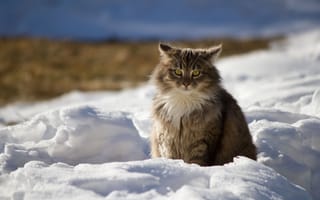 Картинка кот, зима, пушистый