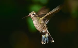Картинка колибри-цинантус, колибри, птица