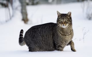 Картинка кот, зима, снег