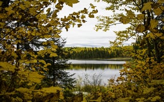 Картинка лес, деревья, осень