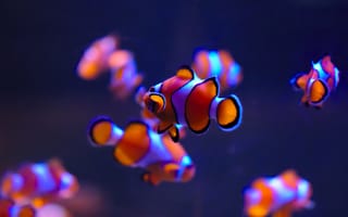 Картинка рыба-клоун, аквариум, под водой