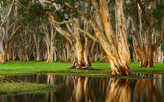 Картинка столетний парк, лес, дождливый день, Австралия, болото