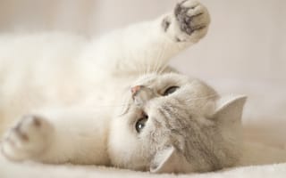 Картинка милый котенок, Китти, кот, белый