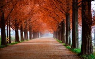 Картинка осень, деревья, туманный, падать, путь, 5к, туман, утро