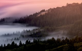 Картинка лес, туманный, туман, раннее утро, сосны, 5к