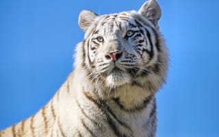Картинка белый тигр, бенгальский тигр, тигрица, 5к, голубое небо