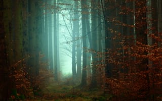 Картинка лес, падать, атмосфера, туман, утро, туманный, осень