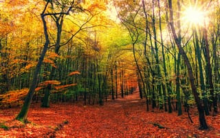 Картинка лес, осень, 5к, листва, Солнечный день, Солнечный лучик