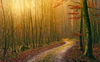 Картинка лес, осень, грязная дорога, 5к, дневное время, падать, атмосфера, свет