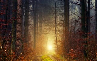 Картинка лес, осень, атмосфера, свет, падать, дневное время, 5к