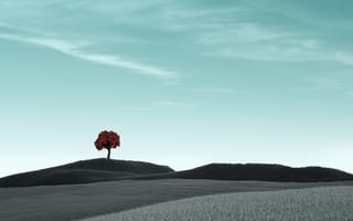 Картинка одинокое дерево, чистое небо, сухие поля, сюрреалистичный, пейзаж