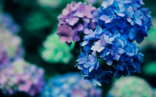 Картинка фиолетовые цветы, цвести, 5к, растение, макрос, 8k