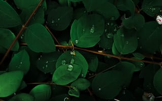 Картинка зеленые листья, капли дождя, макрос, растение
