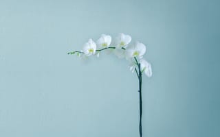 Картинка белые орхидеи, цветы орхидеи, искусственные цветы, ветвь, запас