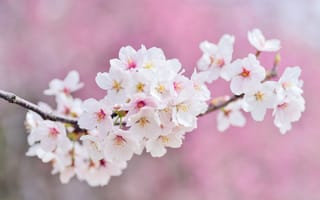 Картинка вишневые цветы, вишня в цвету, 5к, весна, розовые цветы