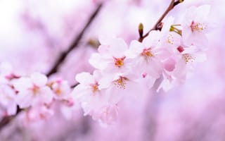 Картинка вишня в цвету, вишневые цветы, розовые цветы, весна, розовый, 5к