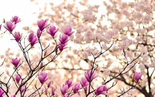 Картинка цветы магнолии, фиолетовые цветы, растение, цвести, весна, 5к, ветви