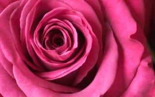 Картинка розовая роза, макрос, 5к, цвести