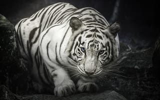 Картинка белый бенгальский тигр, монохромный, белый тигр, в главной роли, горные породы
