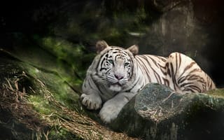 Картинка белый бенгальский тигр, зоопарк, белый тигр, дикий