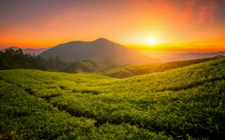 Картинка форма чая, Кэмерон Хайлендс, восход, эстетический, Малайзия, пейзаж, сельское хозяйство, 5к, холмы
