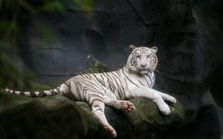 Картинка белый бенгальский тигр, зоопарк, пещера, 5к, дикий, белый тигр