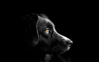 Картинка черный пес, милые щенки, черный, 5к, темный, амолед