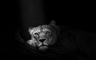 Картинка львица, африканский, монохромный, дикий, хищник, 5к, темный
