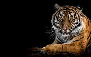 Картинка бенгальский тигр, большой кот, хищник, черный, крупным планом